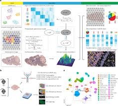 Spatial Transcriptomics News: The Breakthroughs, Trends, and Big Ideas Redefining Modern Biology
